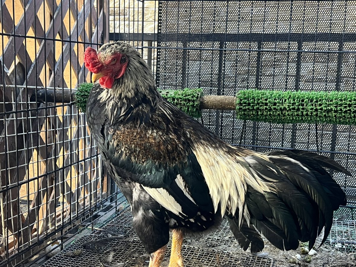 Nancy65094154's tweet image. うちのイケメン見て！