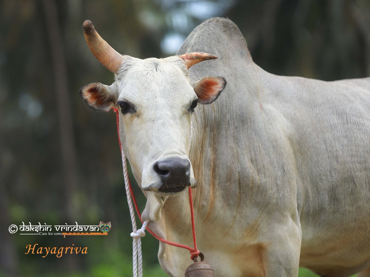 Dakshin Vrindavan tweet media