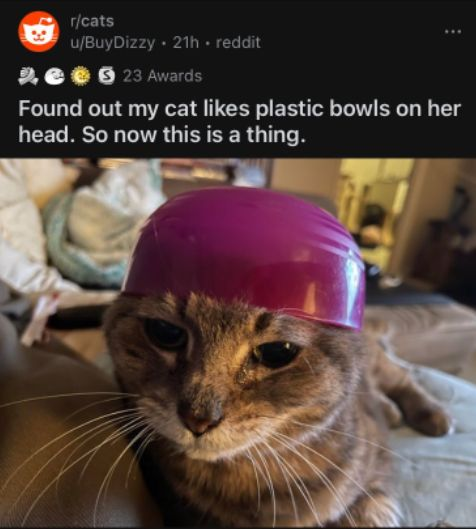 WholesomeMemes (@wholesomememe) on Twitter photo 