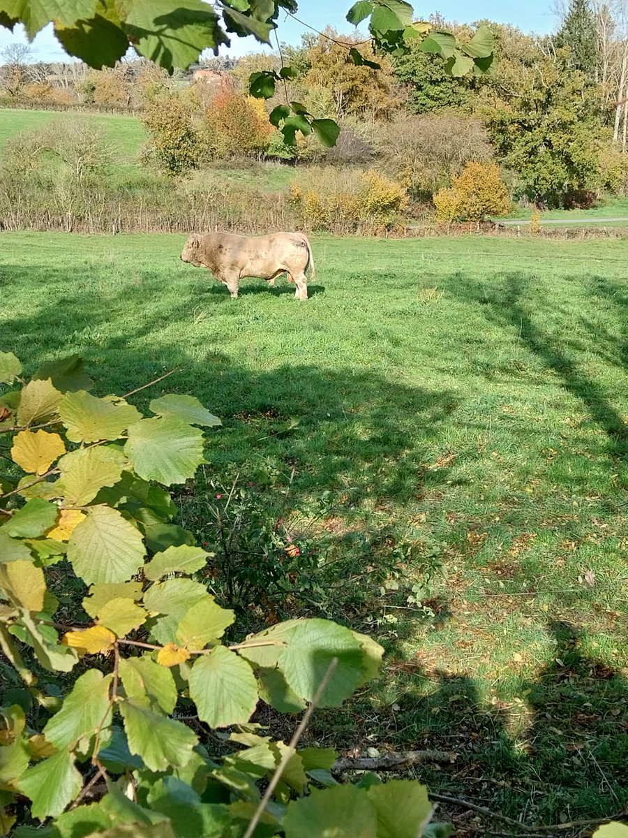 "Quand on est seul, on est libre d’imaginer tout ce qu’on veut, on rêve à sa guise, on se sent bien..."
Henri Vincenot
De la Bourgogne au Bourbonnais 😉
Un petit coin de #Bourbonnais
Bonne journée fraîche (-4° ce matin)
📷 du 07/11/2025