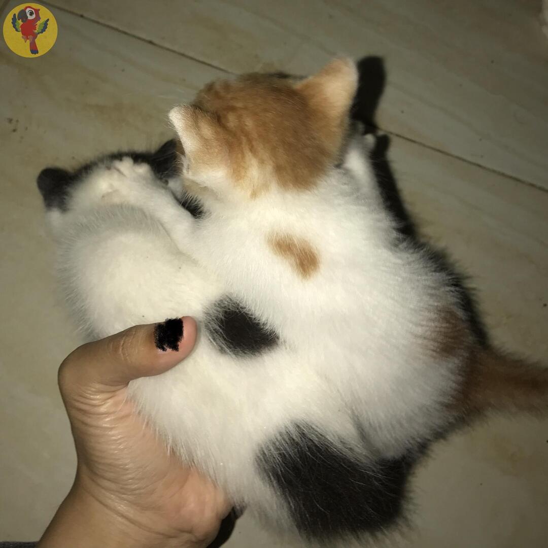 UNNES MENFESS🍌 tweet media