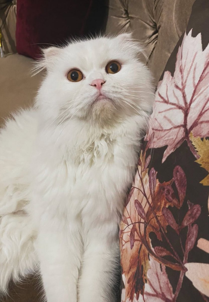 صباح البراءة و الهضامة 😍

#صباح_الخير