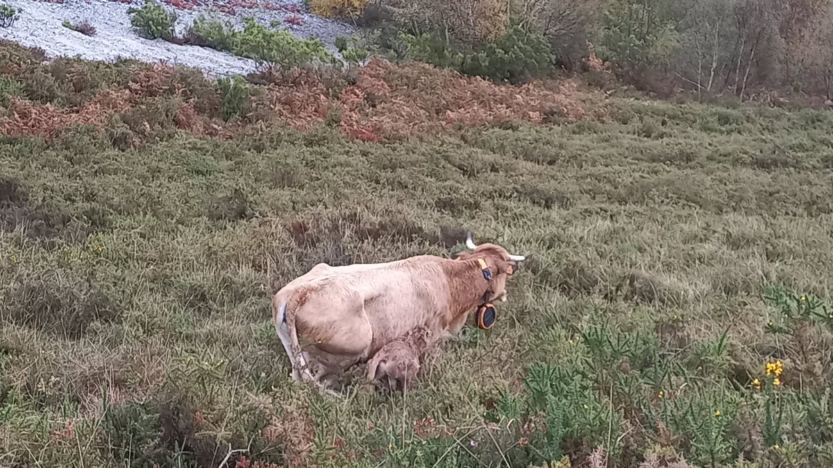 Son las ocho y media de la mañana y ya me hierve la sangre. Tendrá apenas unas horas de vida porque le cuesta moverse entre el matorral para seguir a la madre. Zona lobera. ¿Y pretenden que nos traguemos que, si lo matan, la culpa es del lobo? 🤬🤬🤬