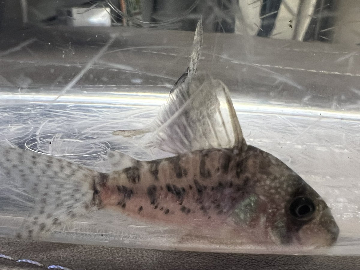 kimuraebinamazu's tweet image. 追いタイガーアンチェスター！！
しかも２匹！！
若魚なのでパイセンタイガーのようにブリブリに育てます！！
#コリドラス