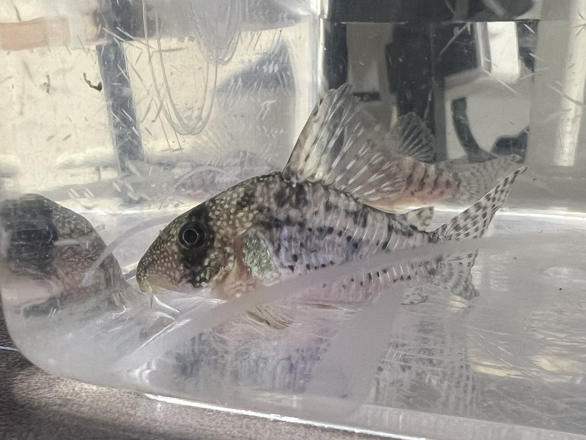 kimuraebinamazu's tweet image. 追いタイガーアンチェスター！！
しかも２匹！！
若魚なのでパイセンタイガーのようにブリブリに育てます！！
#コリドラス