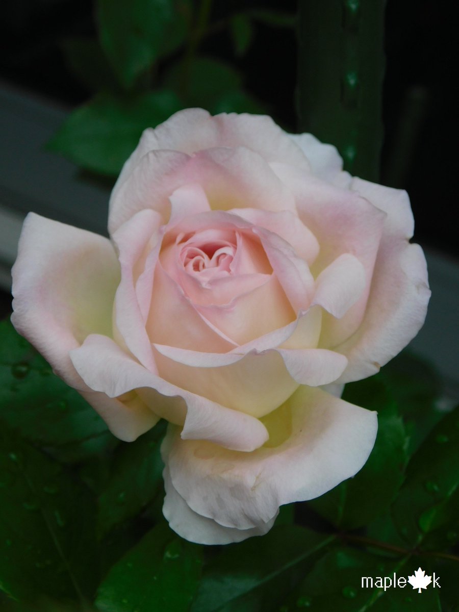 メープル 楓 (@DaNDVp2i9V1F857) / Posts / X