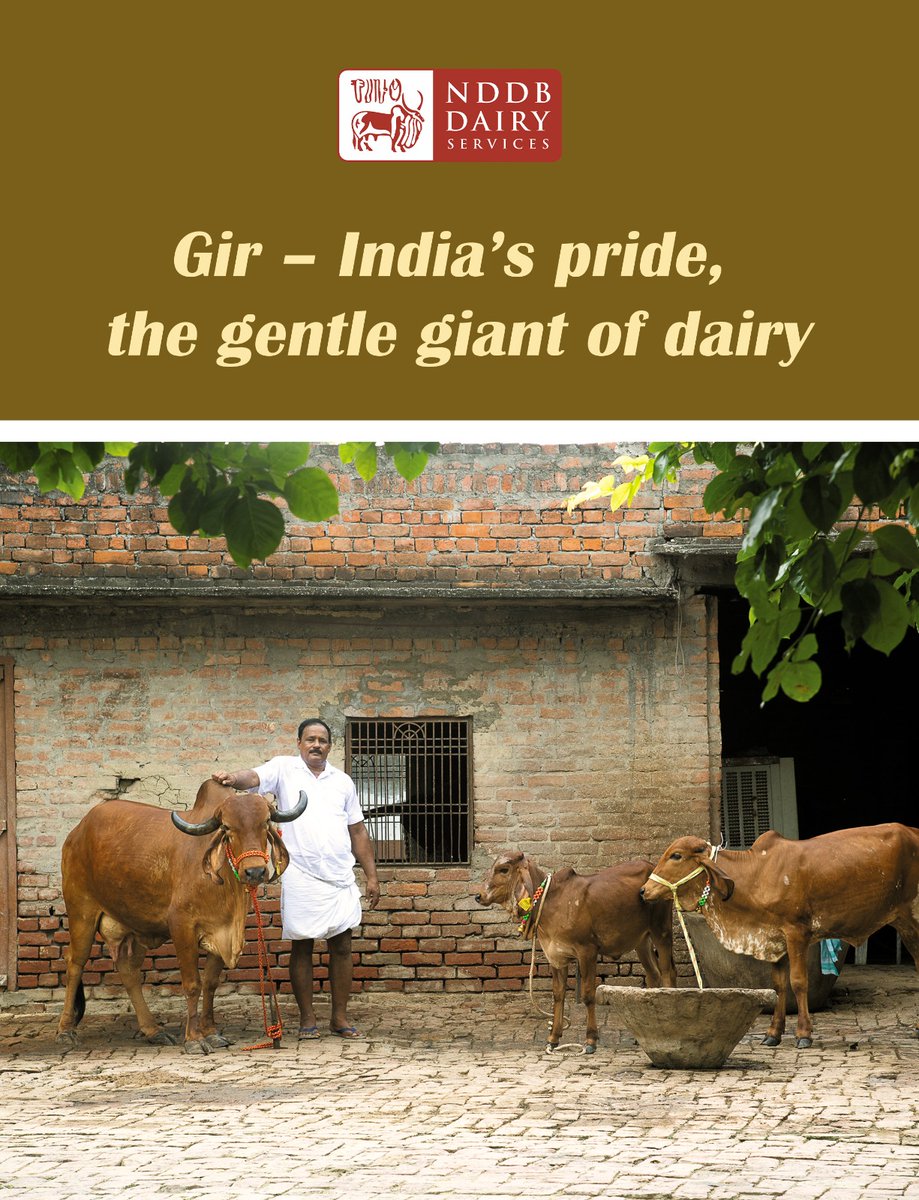 Originating from Gujarat, the Gir cow is renowned for its resilience, rich A2 milk and adaptability to diverse climates.

Gir is not just a breed - it’s a symbol of India’s indigenous dairy strength and sustainable farming heritage.

#NDDB #NDS #NDDBDairyServices #IndiaDairy