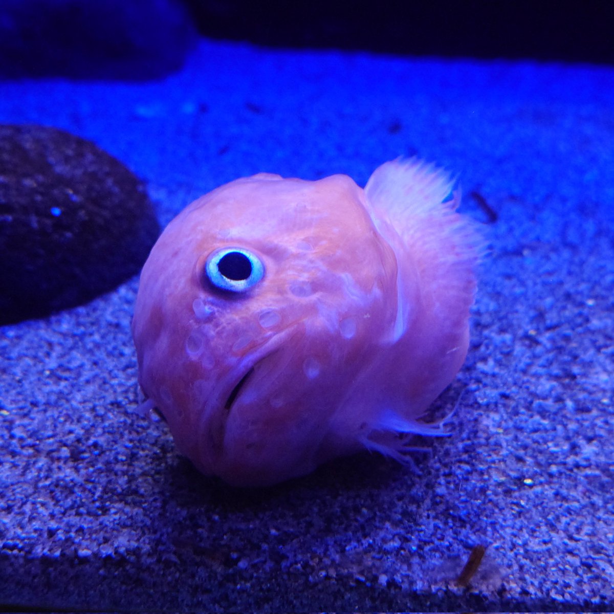 Post by ゆーたん🔞 on X: ｱｰ