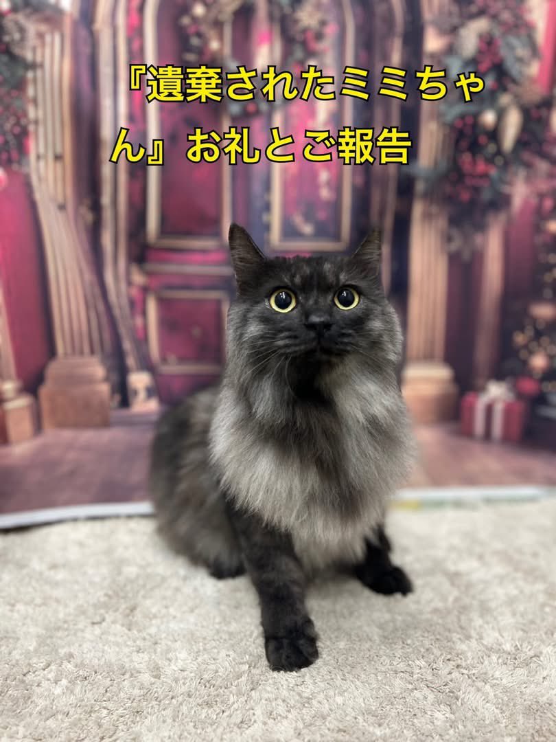 アメブロを投稿しました。
『連れ去られたミミがしあわせに』
#アメブロ #地域猫
 ameblo.jp/anisupokochike…