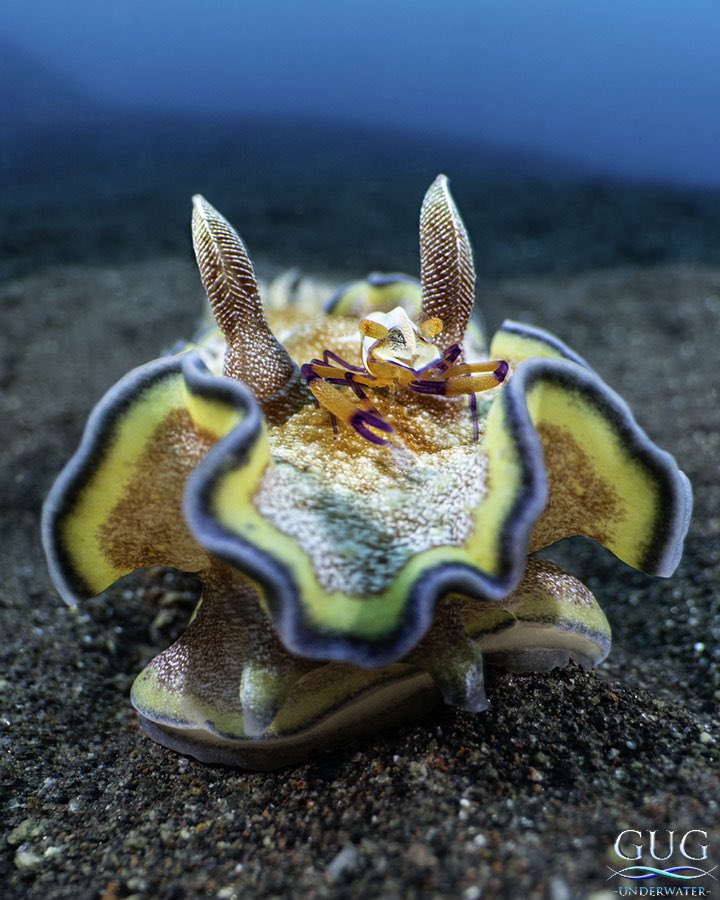 GugUnderwater's tweet image. Straight outta Arrakis
Like the worm riders in Dune, an imperator shrimp rides atop of this 3” nudibranch.  They’ve stayed together in the same spot for 4 weeks now!

#nudibranch #symbiosis #imperatorshrimp #emperorshrimp #seaslug #gug #gugunderwater #chrisgug #tulamben