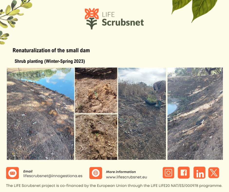 LScrubsnet's tweet photo. 🌿 Naturalización del embalse en la Dehesa de San Francisco

🔧 Limpieza, valla sumergida y gaviones
🌱 Plantación de especies acuáticas y arbustivas
🐾 Refugios para insectos, anfibios y reptiles
🌳 Mantenimiento durante 2 años

Un paso más hacia un ecosistema sano y resiliente. https://t.co/cw9g2gsnRL