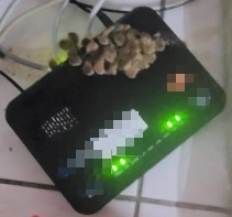 【緊急告知】
由於我家貓精準吐在數據機上🤮
所以！
我沒網路了。
未來兩天還是假日，沒救了👍
所以Mayo近期無法開台😭
聯絡中華電信+等工程師
保守估計可能下禮拜三或四才能恢復正常🫠

三杯我比較還好
清蒸或紅燒都有機會
謝謝大家🥲