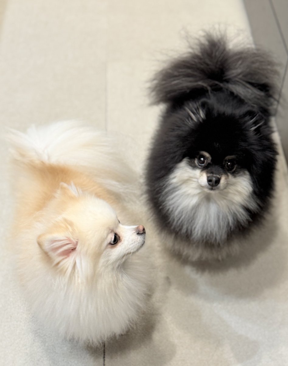 チャピシト🧸🍋ポメラニアン (@chappy_1005) / Posts / X