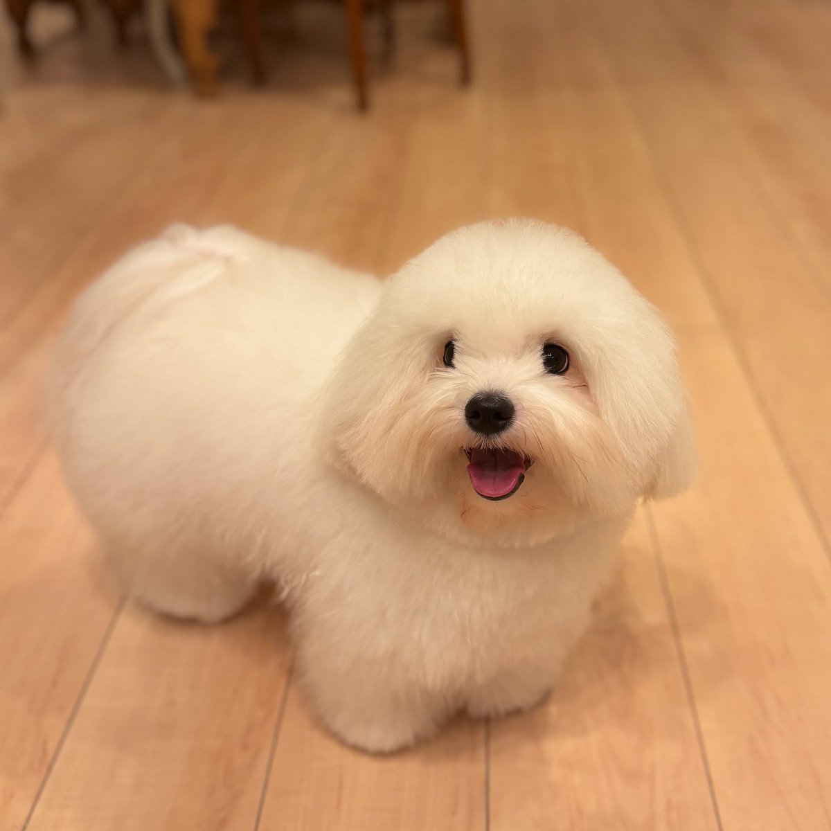 __mohudog__'s tweet image. きっとこれはケセランパサランだ