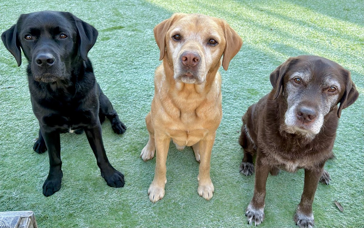 LogieTheDogie tweet media