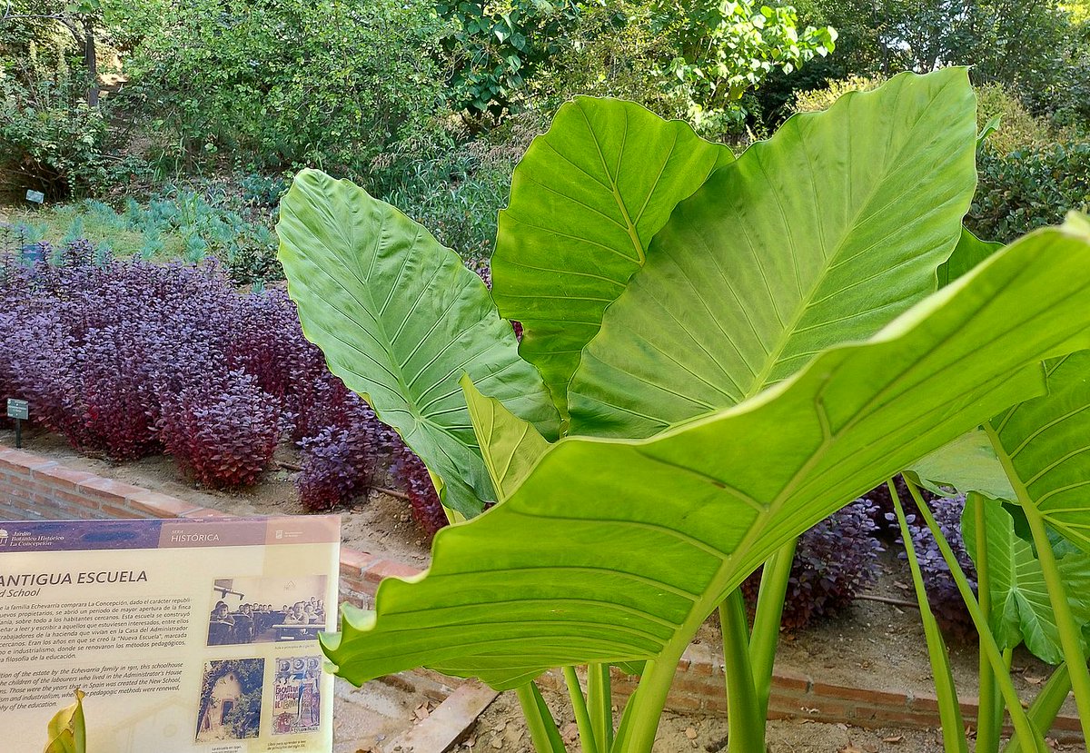 JBHConcepcion's tweet image. Alocasia macrorrhizos es una Arácea del Sureste de Asia. Las hojas van sobre un largo peciolo, son muy grandes, de alrededor de medio metro, y con forma acorazonada. Puedes verla junto a la antigua escuela del #ardín #plantas #plants @ThePlantJournal #malaga  #FelizViernes