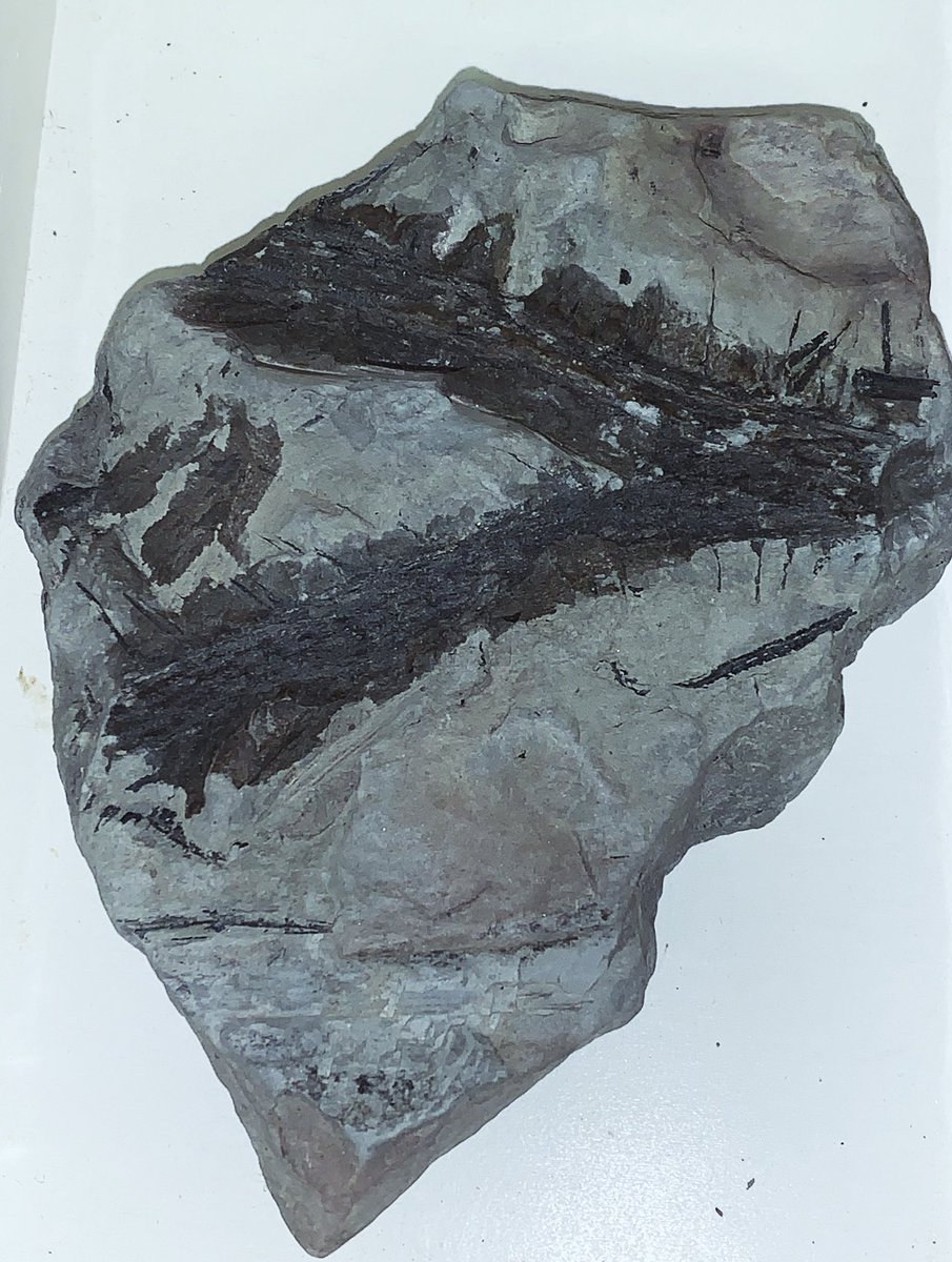 JennaDavers22's tweet image. Happy #fossilfriday !
This lovely specimen is the stem of a Lepidodendron. This fossil was found during coal mining at Florence Colliery (Longton, Stoke on Trent).
Lepidodendron sp.
Westphalian D, Middle Carboniferous
Photo taken at @potteriesmuseum 

#paleobotany #fossil #plants