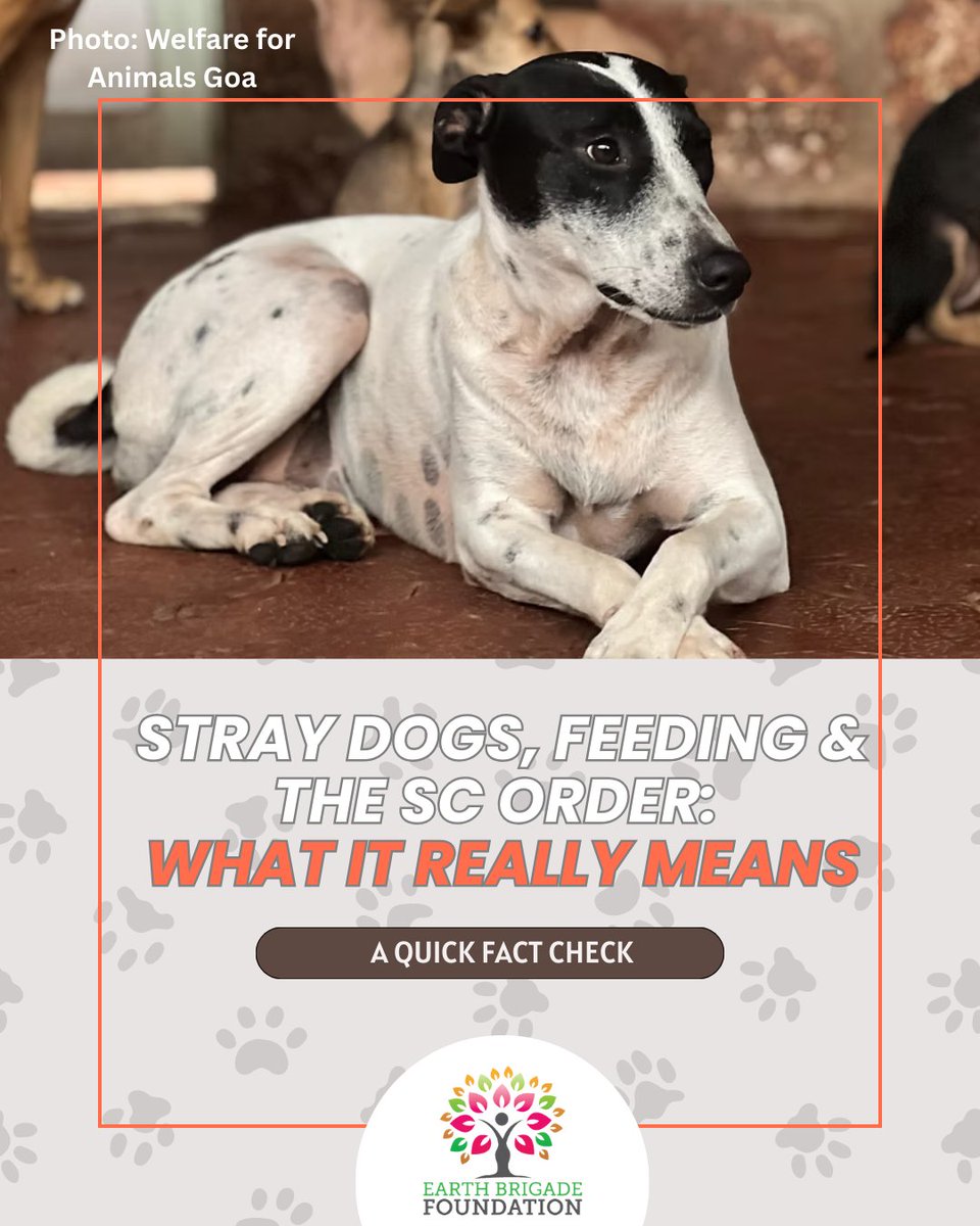 EarthBrigadeIN's tweet image. The SC order on stray dogs only tells local authorities to ensure safety in high-risk public spaces.
Does not:
❌ ban feeding
❌ allow institutions to remove dogs
❌ permit harassment

@PrakashWKamatPK @WAGANIMALRESCUE

#CommunityDogs #AnimalCare #Dogs #StreetDogs #SupremeCourt