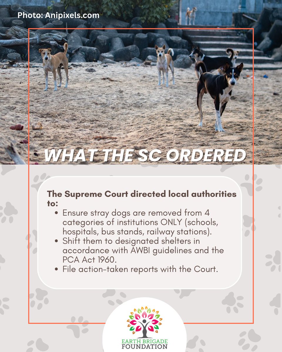 EarthBrigadeIN's tweet image. The SC order on stray dogs only tells local authorities to ensure safety in high-risk public spaces.
Does not:
❌ ban feeding
❌ allow institutions to remove dogs
❌ permit harassment

@PrakashWKamatPK @WAGANIMALRESCUE

#CommunityDogs #AnimalCare #Dogs #StreetDogs #SupremeCourt