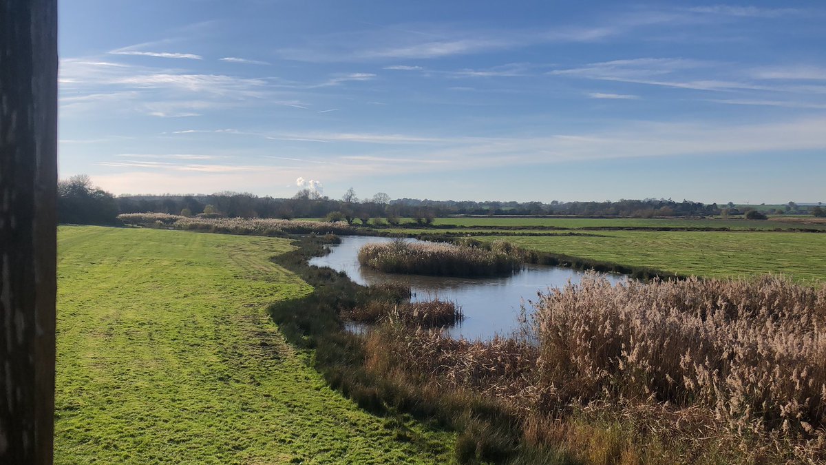 Zeiss: Bittern briefly flew into reedbed island before flying towards reedbed by KH fence.
Also, Water rail, Female Marsh harrier, Peregrine, 15+ Dunlins flyby, Buzzard, Cetti’s warbler. <a href="/slimbridge_wild/">Slimbridge Sightings</a> #GlosBirds