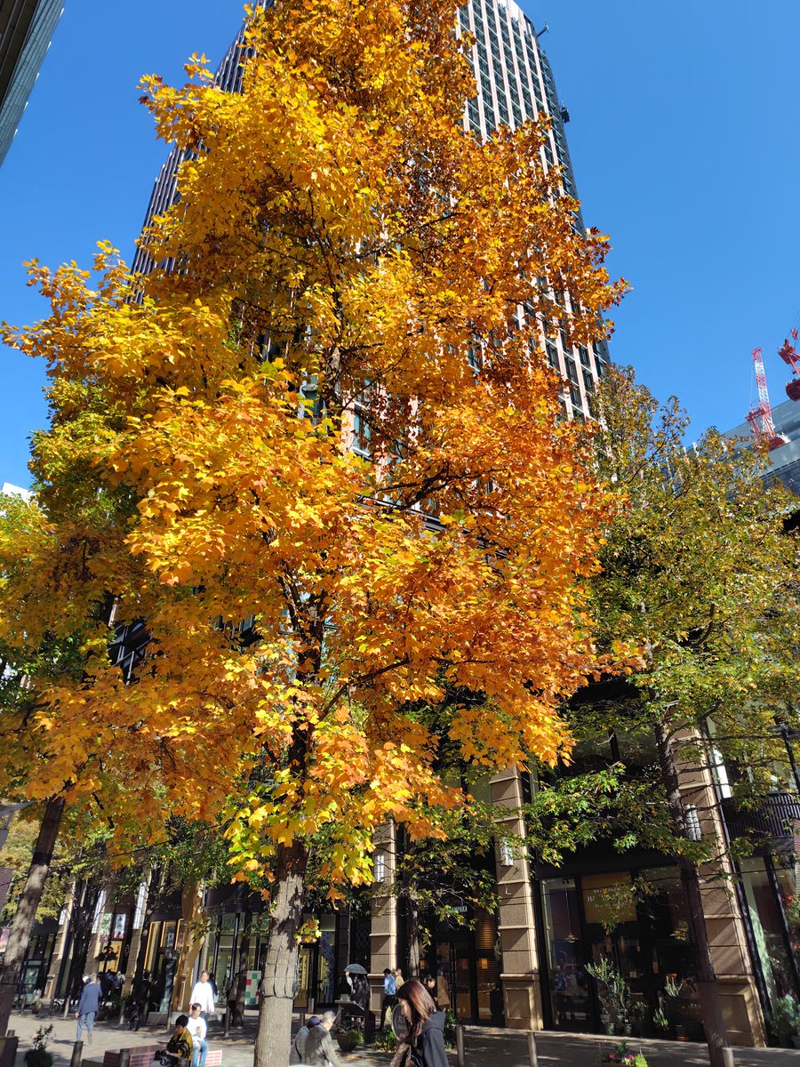 mogurapeace's tweet photo. 東京の紅葉なかなか🍁丸の内、靖国、聖橋と25000歩いた🍁 https://t.co/DVWiH1SslV