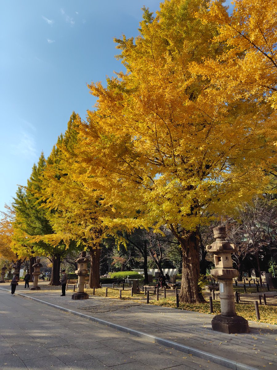 mogurapeace's tweet photo. 東京の紅葉なかなか🍁丸の内、靖国、聖橋と25000歩いた🍁 https://t.co/DVWiH1SslV