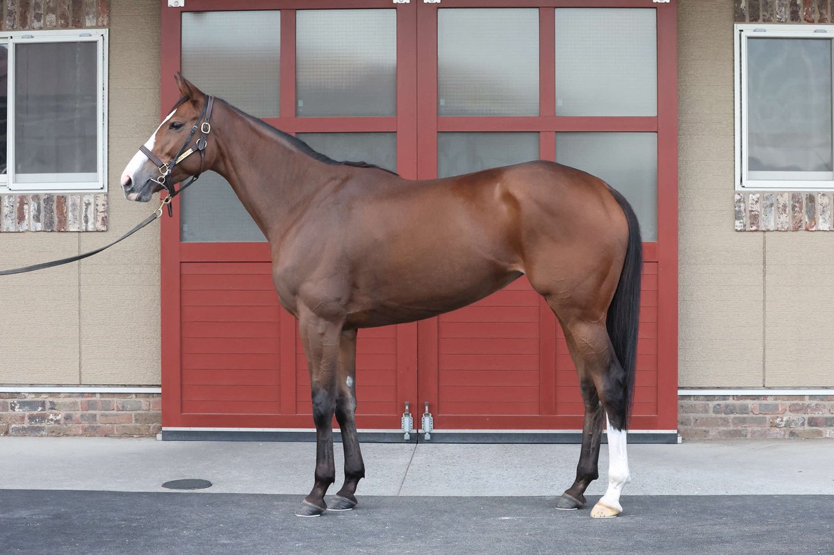 goku_uma's tweet image. 【 #マイルＣＳ 】
秋のマイル王者決定戦！
関東馬５頭のフォトパドックが届きました！予想の参考にどうぞ！
 
皆さんはどの馬が気になりますか？

① #アスコリピチェーノ 
② #ウインマーベル 
③ #チェルヴィニア 
④ #トウシンマカオ 

（撮影は先週です）