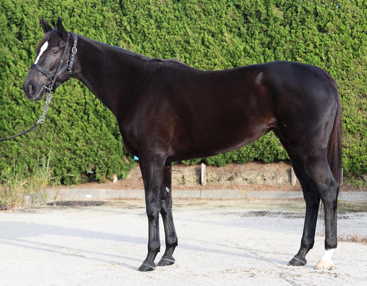 goku_uma's tweet image. 【 #マイルＣＳ 】
秋のマイル王者決定戦！
関東馬５頭のフォトパドックが届きました！予想の参考にどうぞ！
 
皆さんはどの馬が気になりますか？

① #アスコリピチェーノ 
② #ウインマーベル 
③ #チェルヴィニア 
④ #トウシンマカオ 

（撮影は先週です）