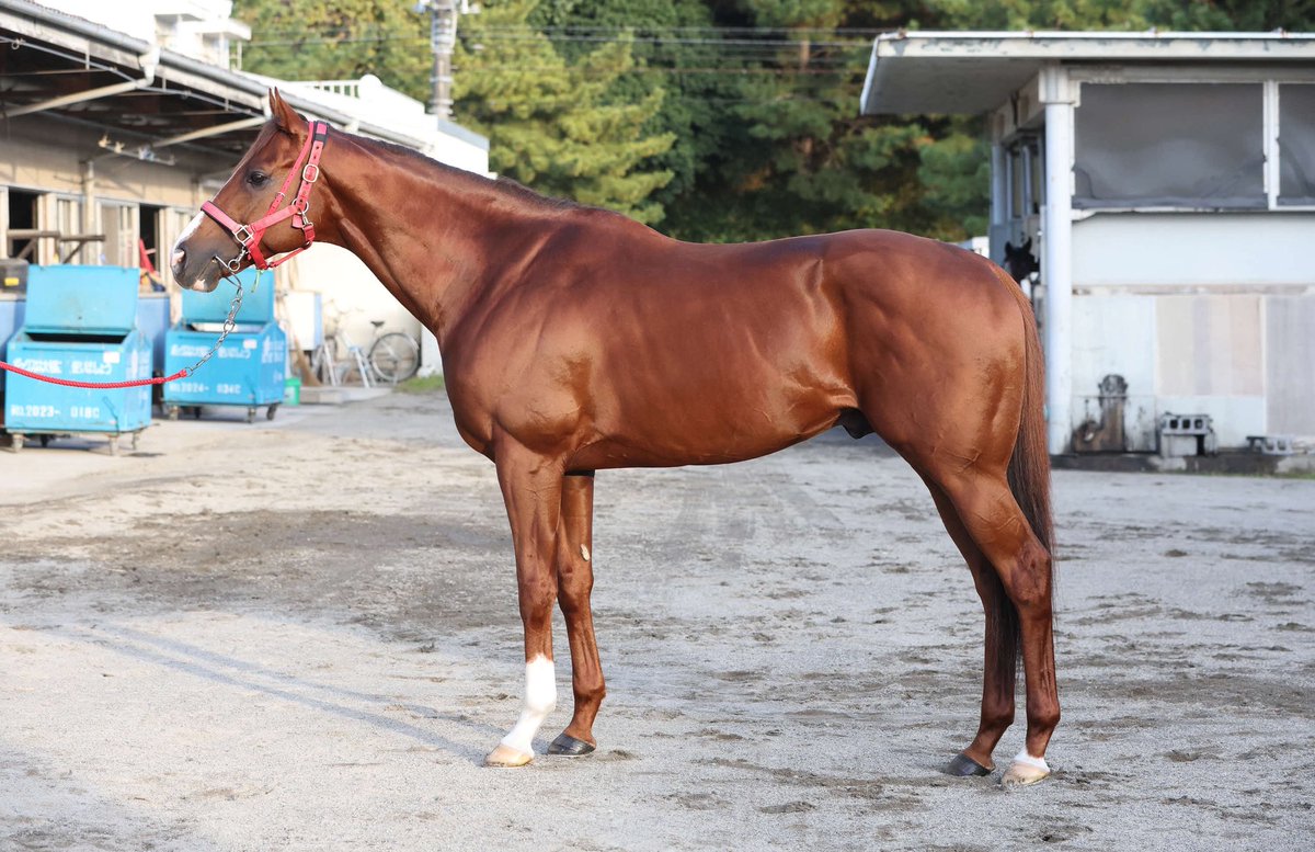 goku_uma's tweet image. 【 #マイルＣＳ 】
秋のマイル王者決定戦！
関東馬５頭のフォトパドックが届きました！予想の参考にどうぞ！
 
皆さんはどの馬が気になりますか？

① #アスコリピチェーノ 
② #ウインマーベル 
③ #チェルヴィニア 
④ #トウシンマカオ 

（撮影は先週です）