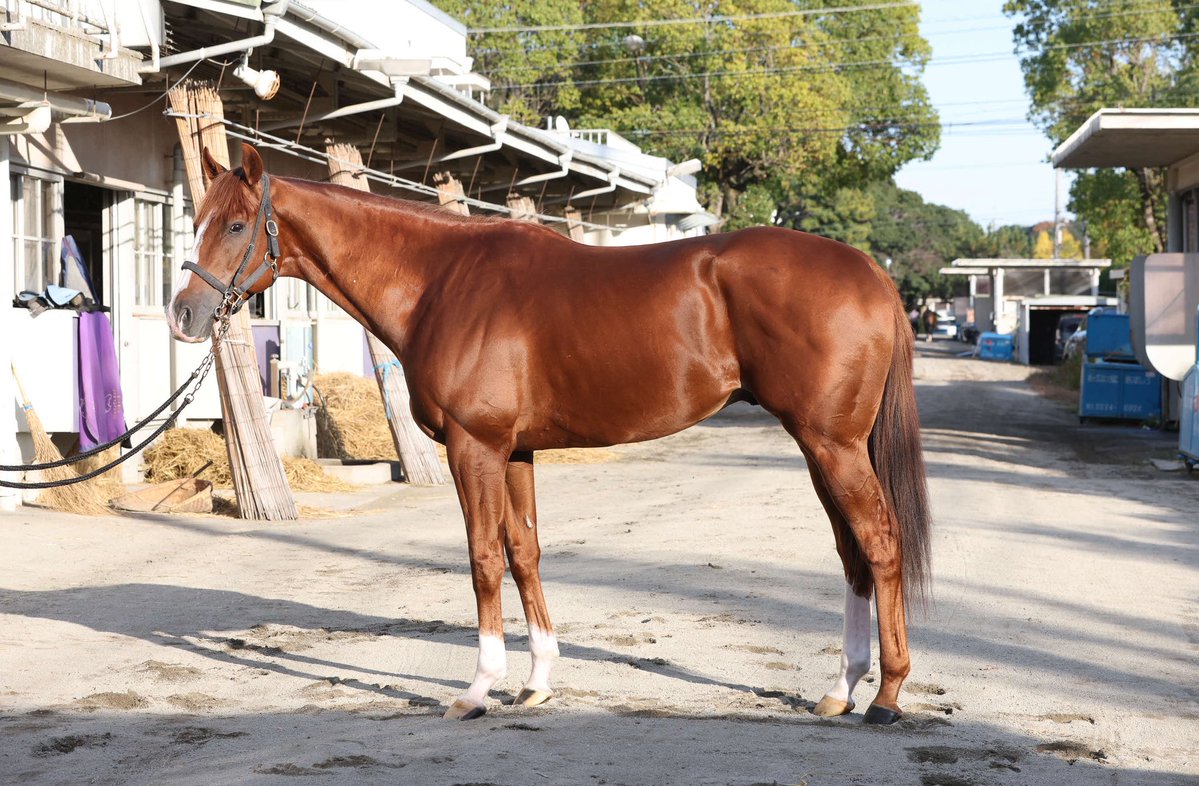 goku_uma's tweet image. 【 #マイルＣＳ 】
秋のマイル王者決定戦！
関東馬５頭のフォトパドックが届きました！予想の参考にどうぞ！
 
皆さんはどの馬が気になりますか？

① #アスコリピチェーノ 
② #ウインマーベル 
③ #チェルヴィニア 
④ #トウシンマカオ 

（撮影は先週です）