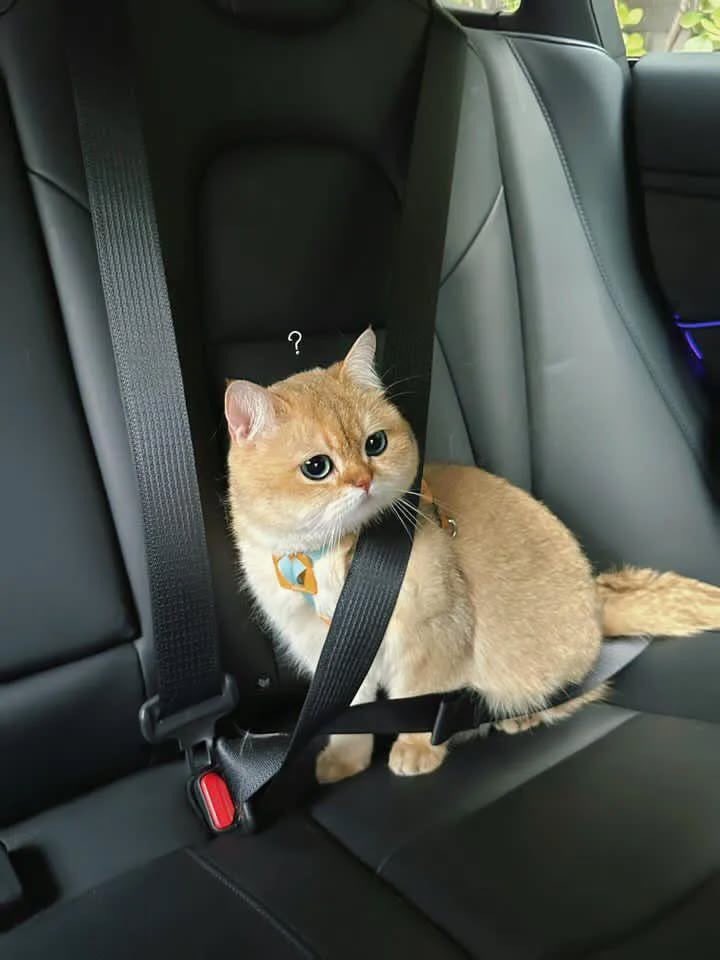 ThePetsX's tweet image. safety first