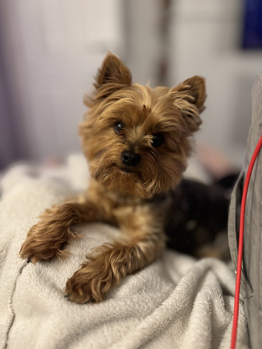 Lord Billy (oh, and Beatrix) tweet media