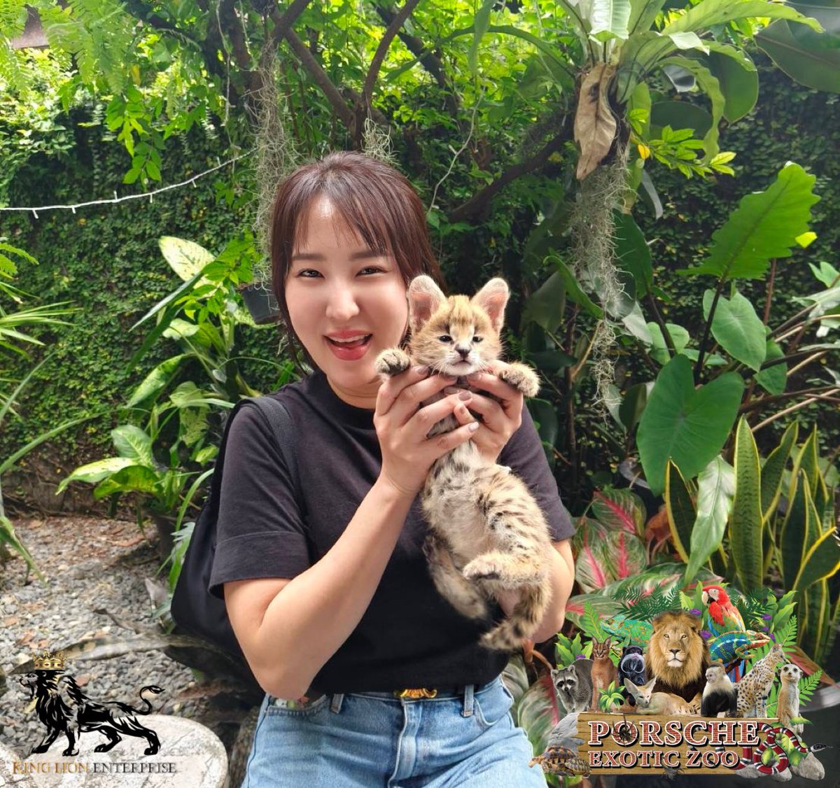 Porsche_shop99's tweet image. ♥️ วันนี้คุณแม่มารับน้องแมวเซอร์วัล🏡
ขอบคุณมากๆนะคะ  น่ารักทั้งคู่ 

Today, my mom came to take Serval cat home. Thank you very much

#Serval
#porscheexoticzoo 
#porscheexoticzooadmin 
#porscheexoticzooofficial