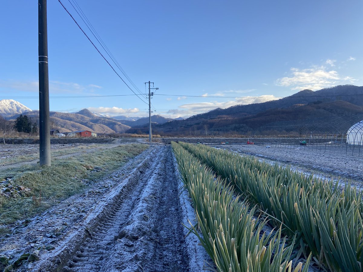 長ネギを初めてやって驚いたのが耐寒性の強さ。

氷点下に何度もなってるけどギリ？こらえてる。糖を溜め込み寒さ対策をして、糖が不凍液みたいな役割をしてるそう。食べると甘みがありめちゃ美味しい😃

寒いほど甘くなるんだろうか。寒くない時はどうなるんだろ？ネギのミステリー