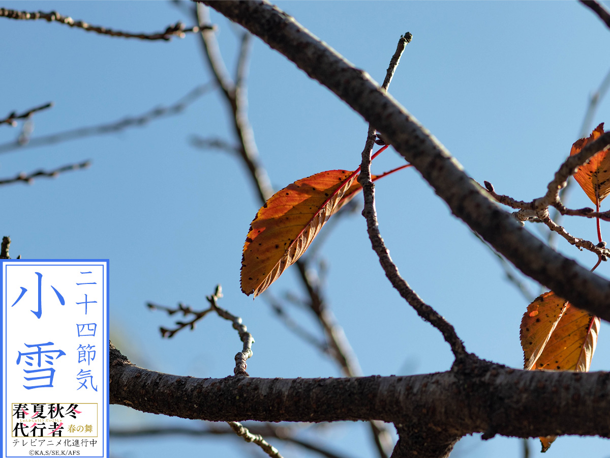 4seasons_anime's tweet photo. 🌸🍃季節のお知らせ🍁❄
￣￣￣￣￣￣￣￣￣￣￣￣￣
一年間を24に分ける暦 "二十四節気" では、
本日は「小雪」(しょうせつ)。

山では雪が少し降り始めるものの
雪の量はまだ少ない様子を指します🌨

本格的な寒さがやってきました⛄
暖かくしてお過ごしください🧣

#春夏秋冬代行者 https://t.co/EMpFVKCZzS