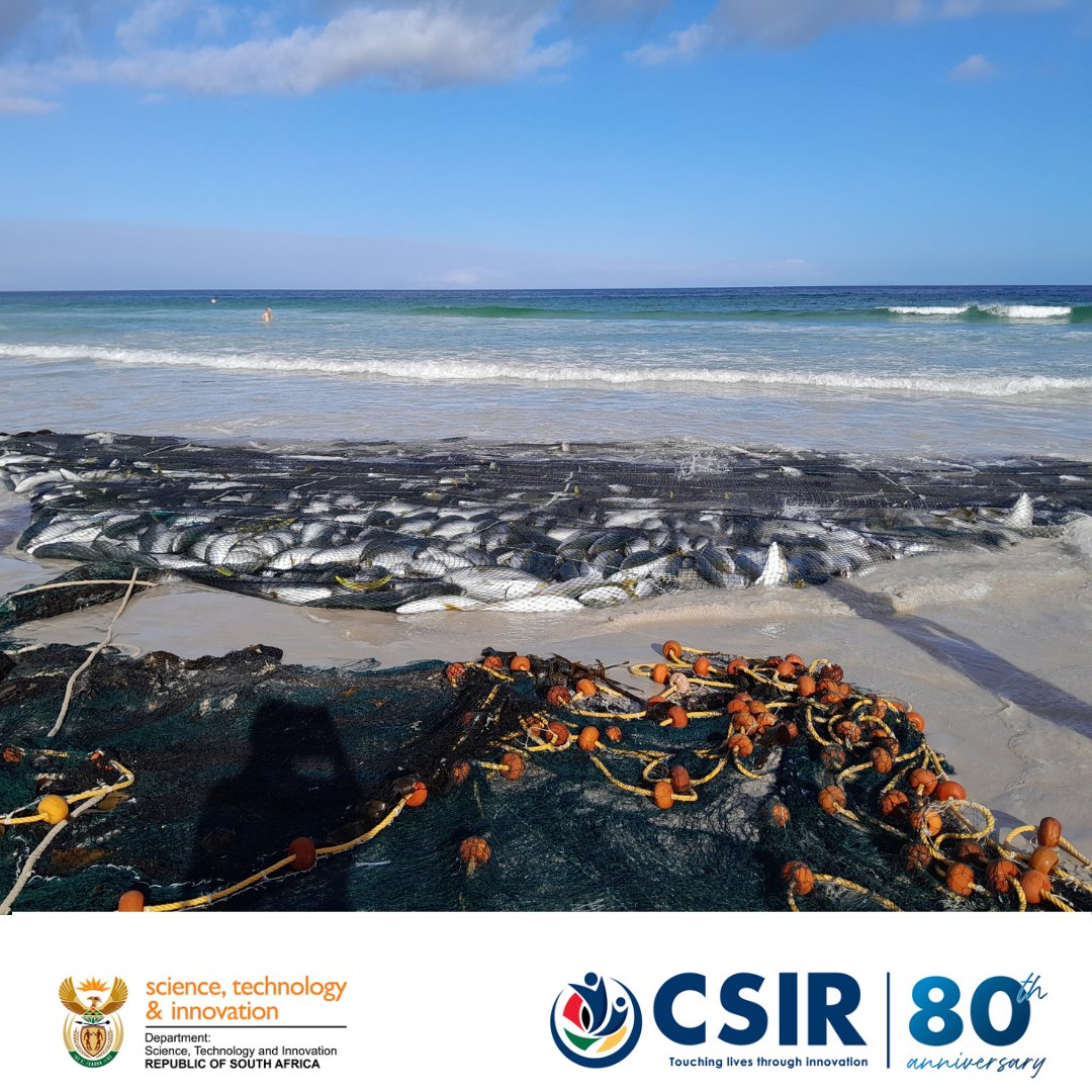 CSIR's tweet image. Sustainable fisheries are essential to protect ocean biodiversity, support livelihoods, and boost food security. Today, we celebrate World Fisheries Day.

In our latest ScienceScope we have a story to share in a CSIR-led study that found carbon emissions must be curbed to protect…