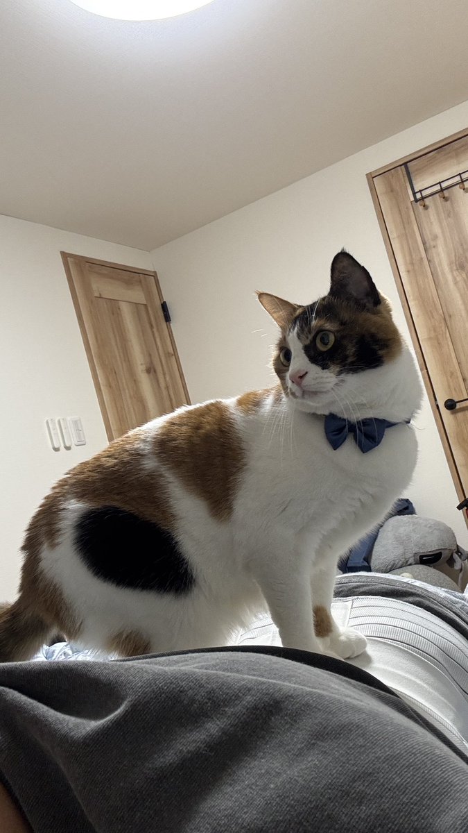 コルセットの上乗らないでもらって良い？？🐈