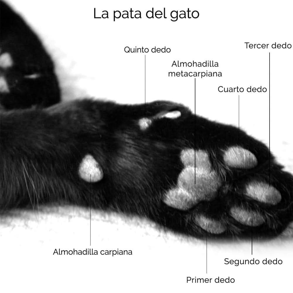 Ange Obscure (@angeobscure) on Twitter photo 