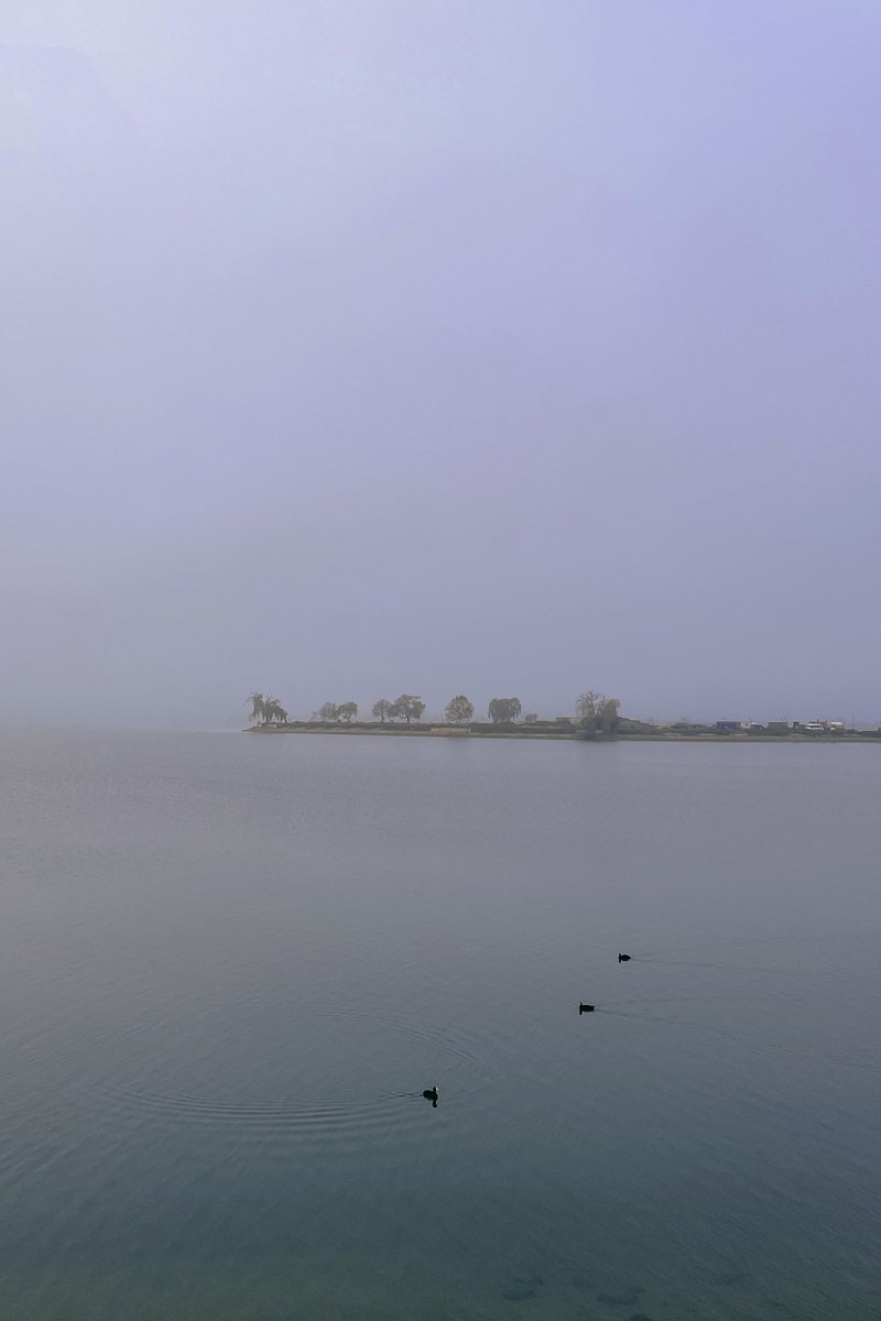 mono_grafic's tweet image. The rain stopped for a while, we went by the lake to play in the large puddles there. My dog couldn&apos;t be happier, never mind the bath that followed.