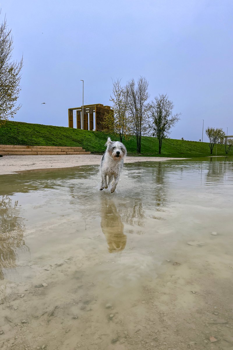 mono_grafic's tweet image. The rain stopped for a while, we went by the lake to play in the large puddles there. My dog couldn&apos;t be happier, never mind the bath that followed.