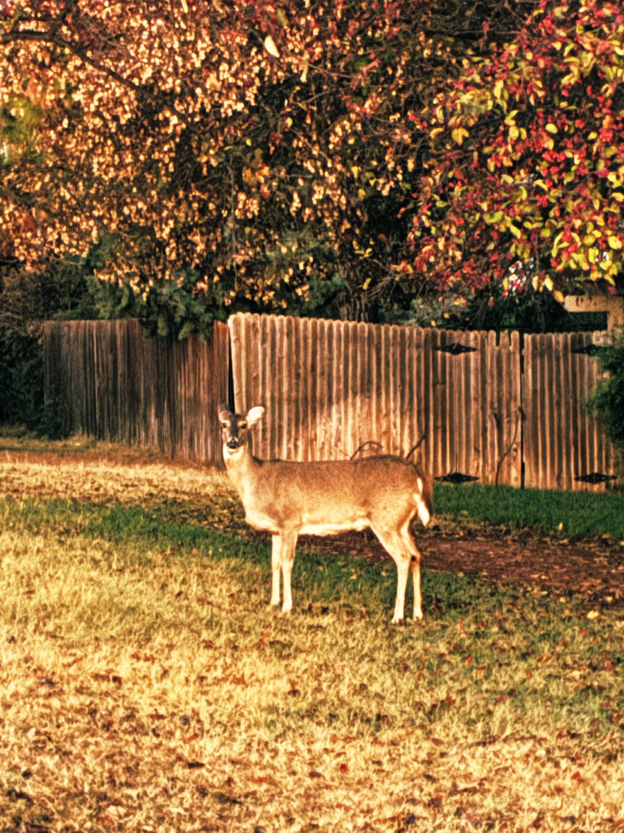 adam_ebberts's tweet image. It’s the burbs, but it doesn’t feel like the burbs.