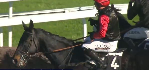 FRANCIA. Glorice e Angelo Zuliani protagonisti nel Grand Steeple Chase de Bordeaux, battuti Exupery e Glasgow du Berlais #bordeaux #lebouscat #angelozuliani #glorice #francoisnicolle