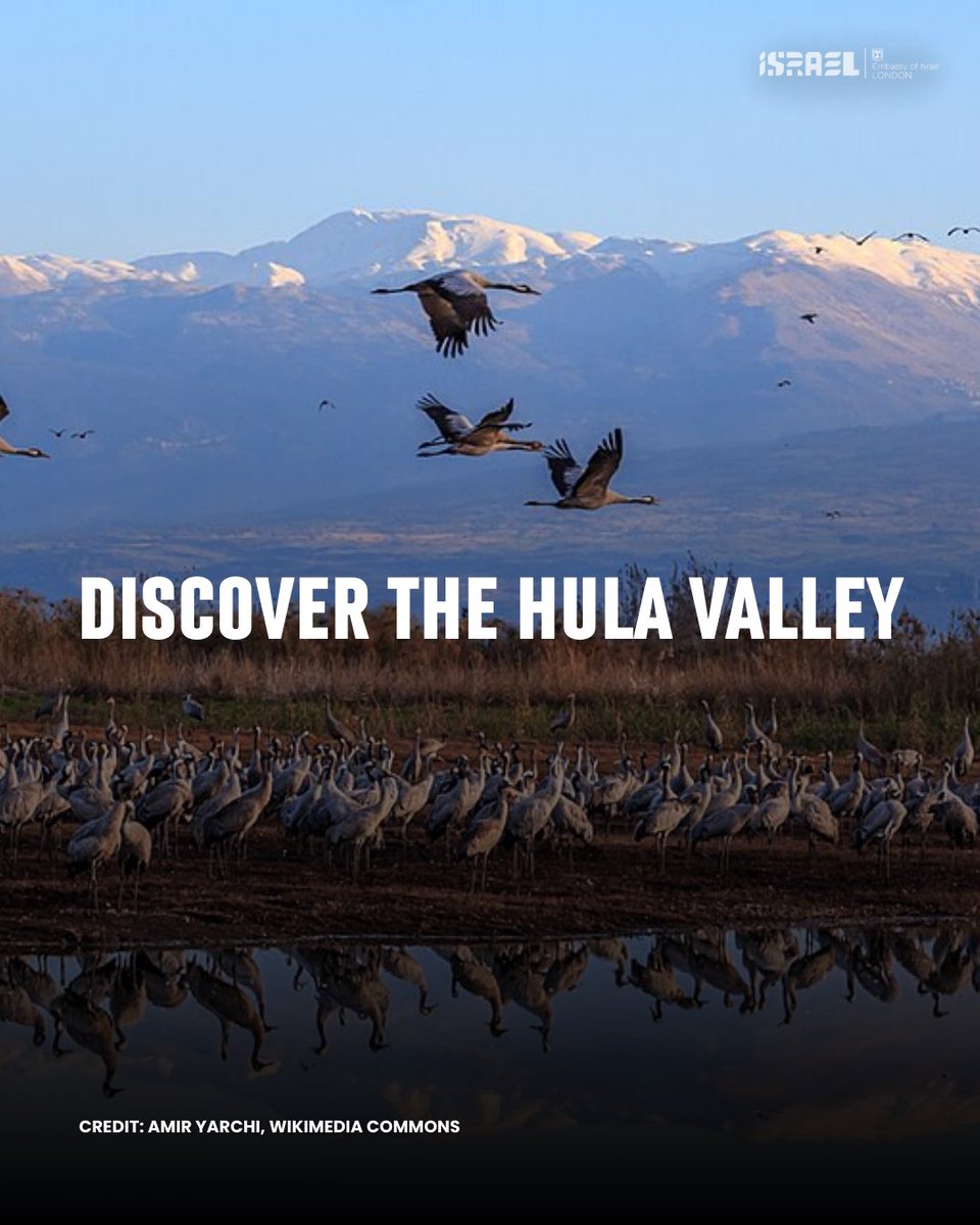 IsraelinUK's tweet image. Looking for one of Israel’s best-kept secret?

Tucked away in the north, the Hula Valley offers lush greenery, serene ponds and endless mountain views.

This week, it’s even more magical as millions of birds are migrating from Europe and Asia.