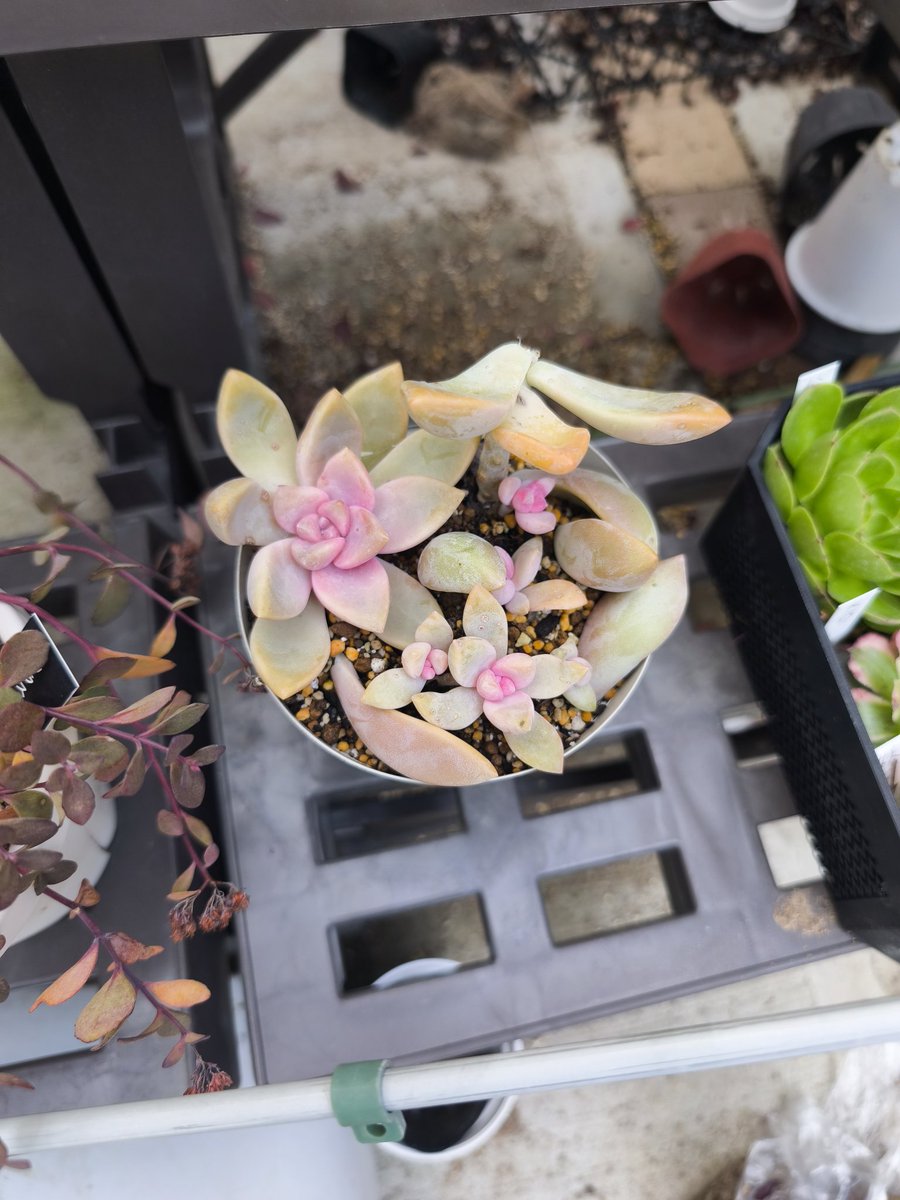 pu1go's tweet image. ピンク色の可愛い多肉植物☺️
ウキウキ☺️