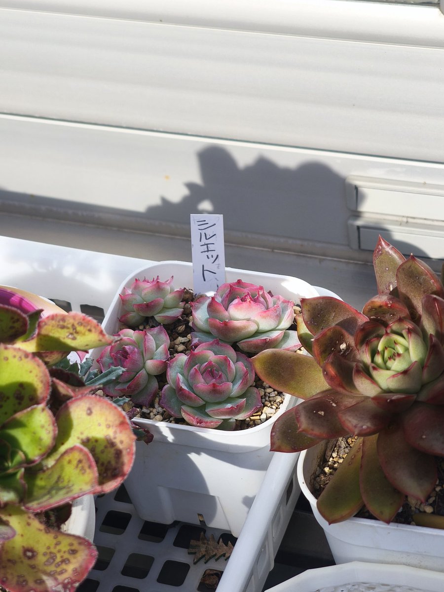 pu1go's tweet image. ピンク色の可愛い多肉植物☺️
ウキウキ☺️