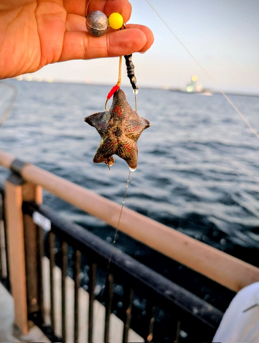 てらちゃん (@kyotoangler) / Posts / X