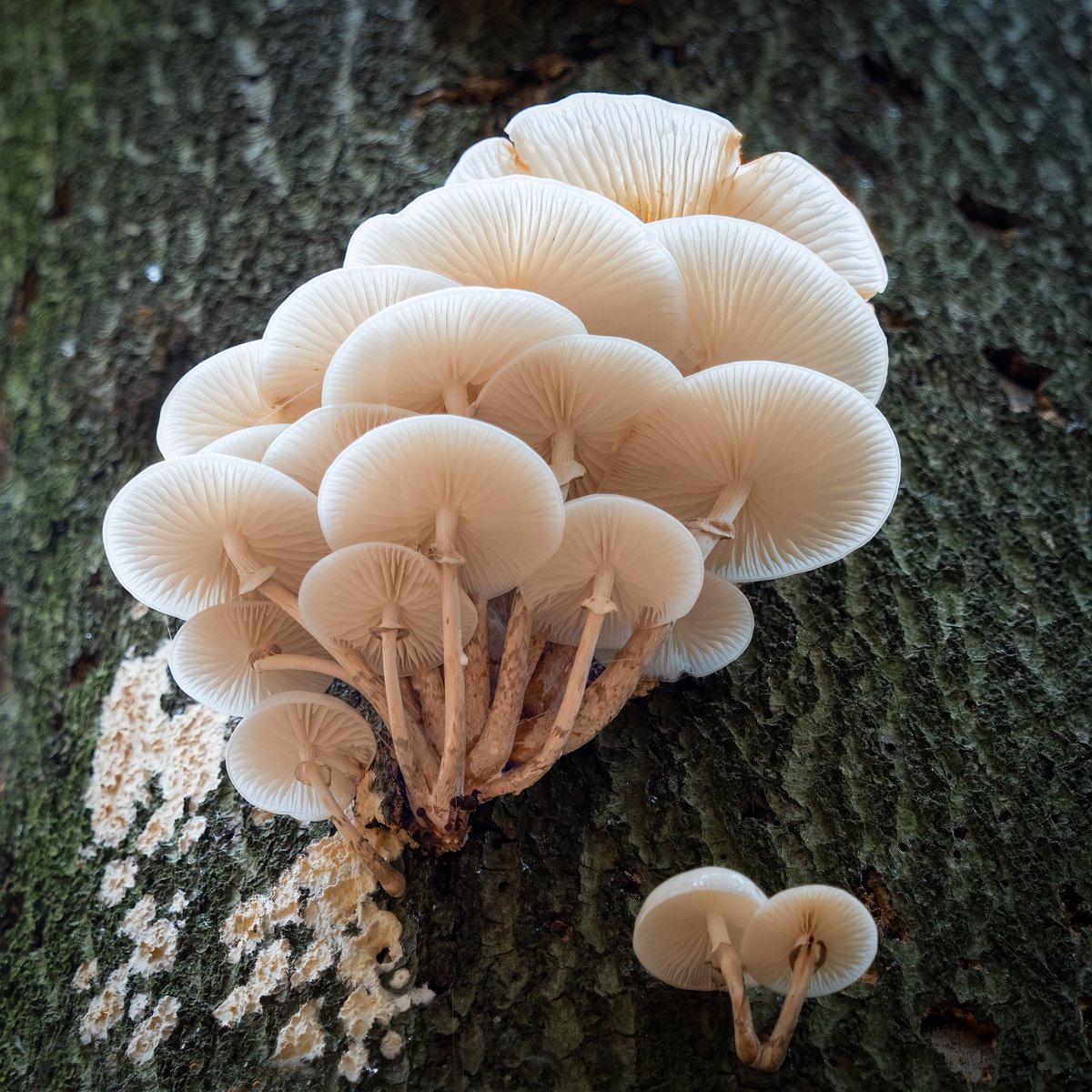 ScienceChannel's tweet image. The most elegant fungus 🤍

When porcelain fungus, scientifically known as Oudemansiella mucida, emerges from the underside of trees, its stems bend so the caps sit horizontally, with the gills facing downward.

📸: Steve Stringer

#FungusFriday #Porcelainfungus