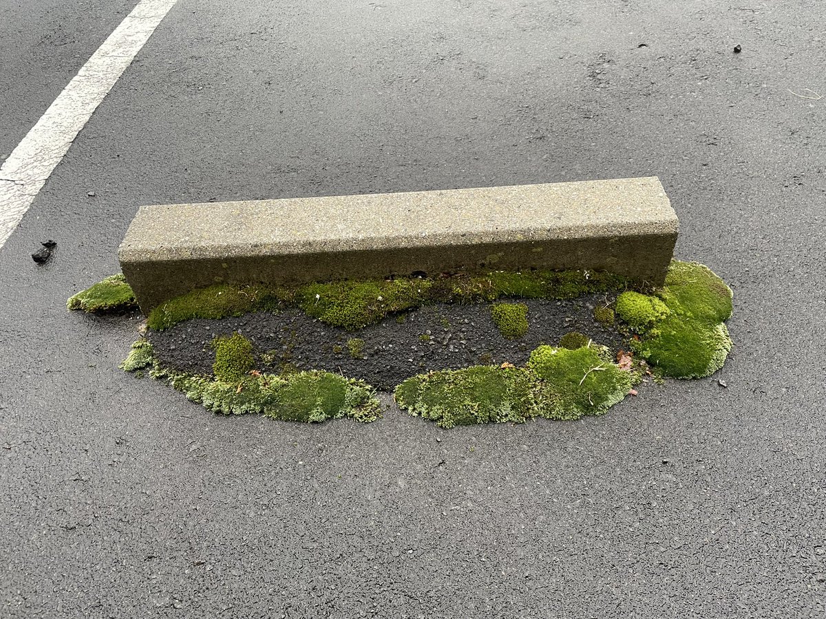 駐車場の車止めが綺麗
すなごけとぎんごけと、あとなんだろ

#苔
#こけ