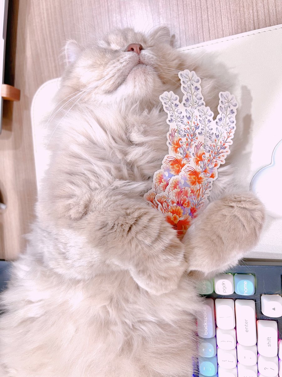 ทุกท่านที่พรีออเดอร์เล่ม #เล่ห์รักสิงหราช จะได้รับที่คั่นไดคัทลายดอกหางนกยูงฯ

พรีเซ็นเตอร์ by สิงหราชตัวน้อย 🦁

สำหรับรอบสต็อค ไรต์อาจจะไม่ได้พิมพ์เผื่อเยอะนะคะ ดังนั้นแนะนำรอบพรีจะเซฟสุดค่ะ 🫶 

พรีได้อีก 12 วันนะคะ ได้จนถึง 2 ธค เลยค่ะ 
Pre-Order :  shop.line.me/@177towpg/prod…