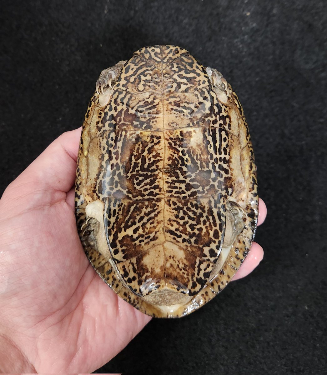 ヨツメイシガメ　オス

ヨツメイシガメ♂️
複数入荷致しました🎵